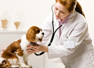 Career in Veterinary Sciences